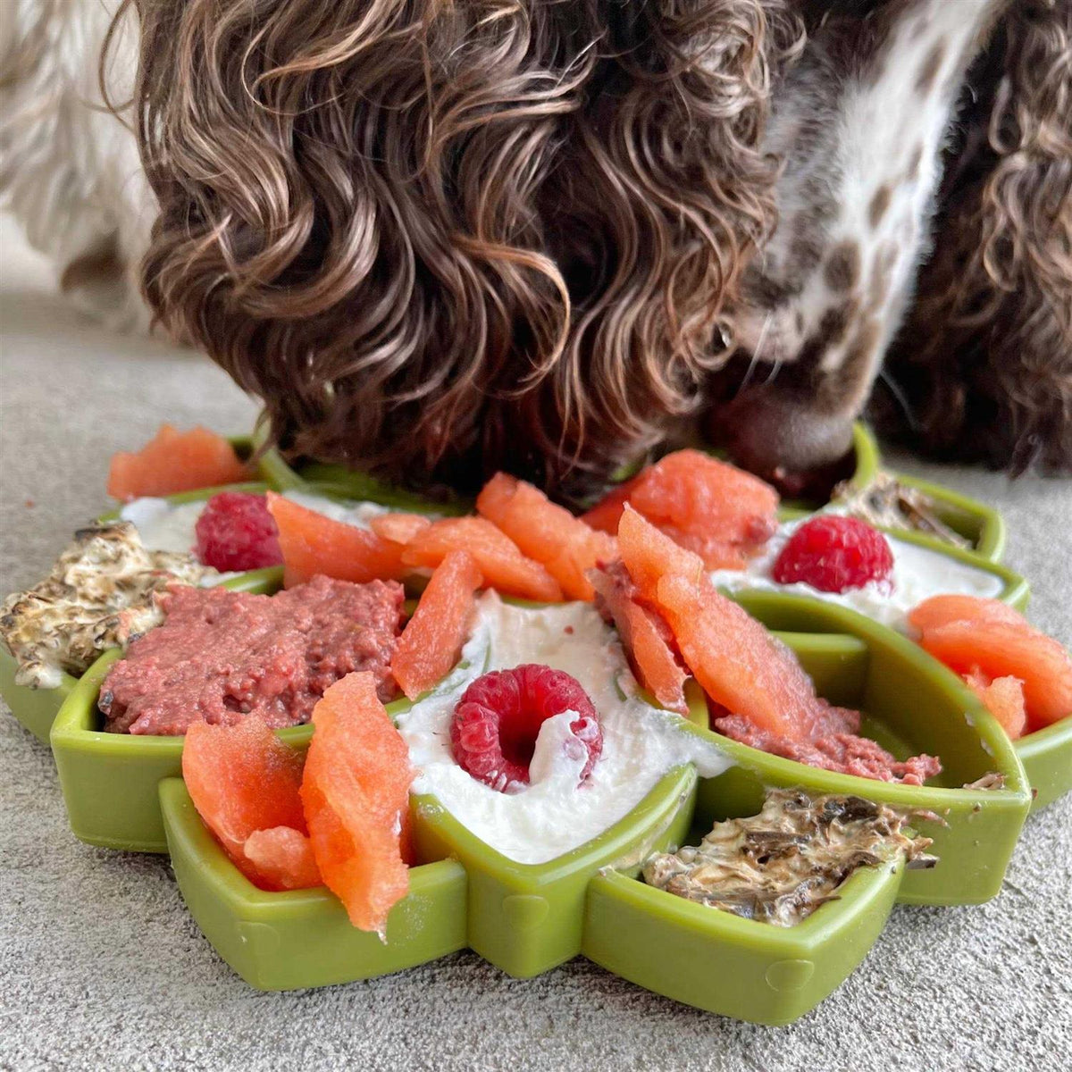 Mandala Design Enrichment Tray for Dogs O339