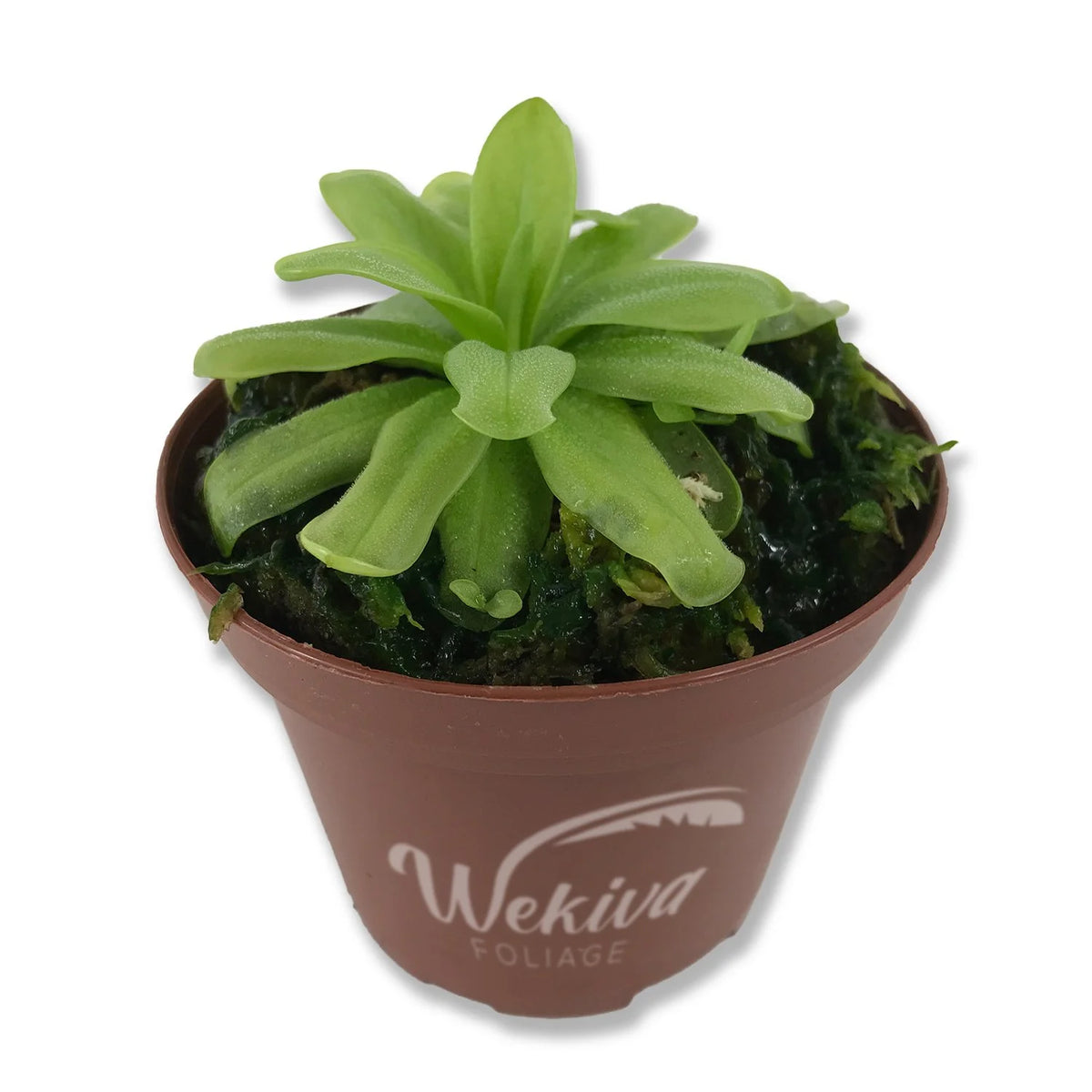 Live Carnivorous Butterwort Plant in a 3 Inch Pot S451385