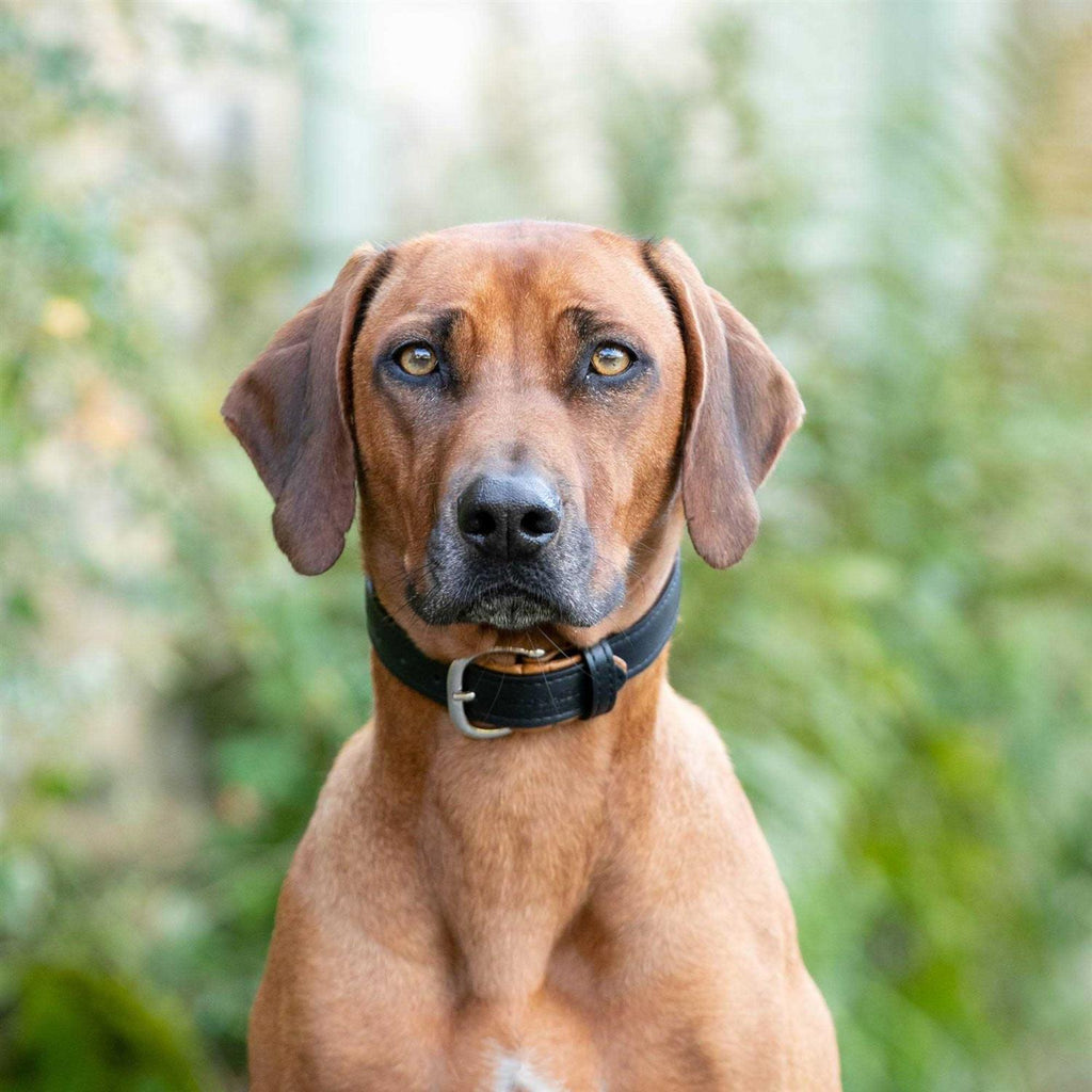 Padded Leather Dog Collar Z63035