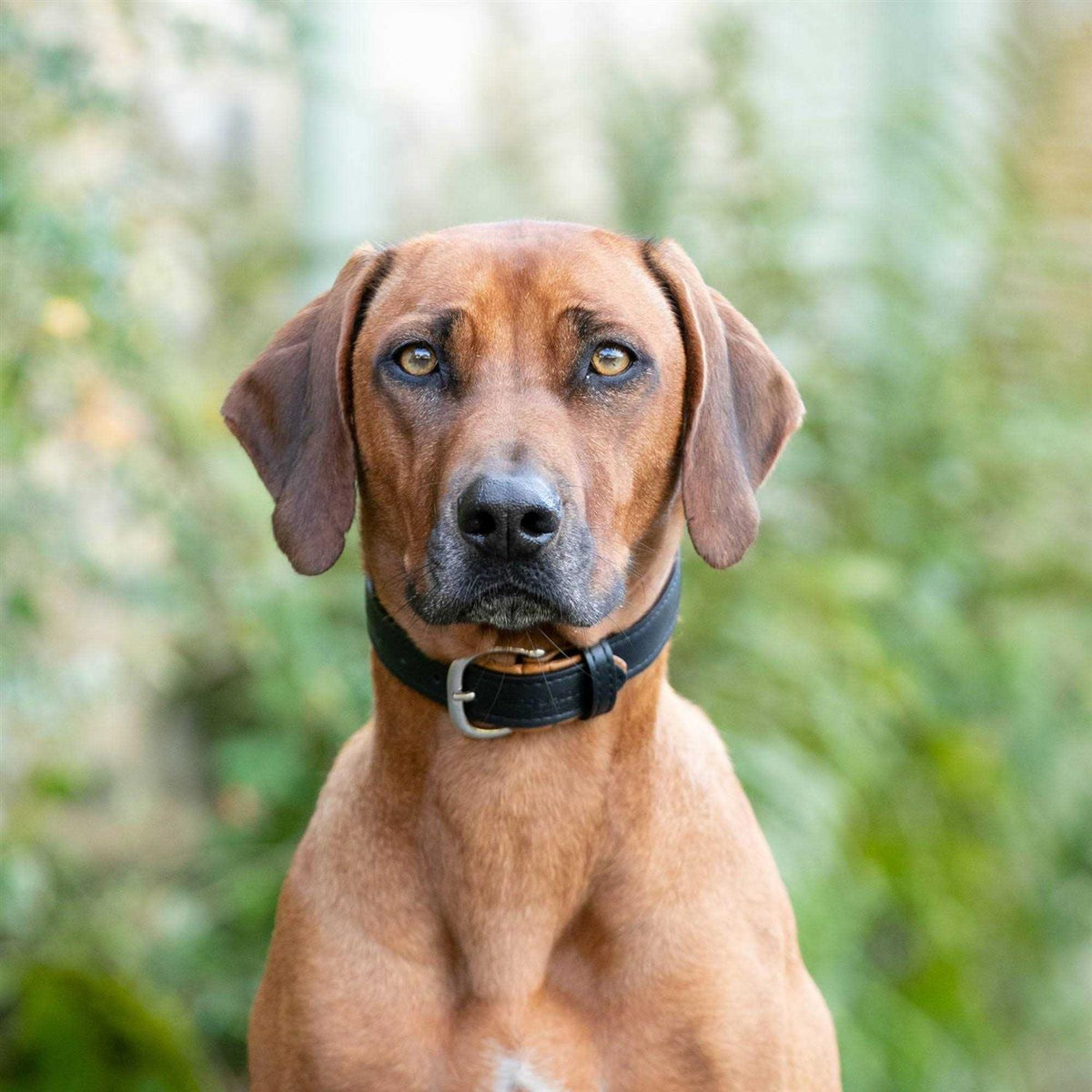 Padded Leather Dog Collar Z63035