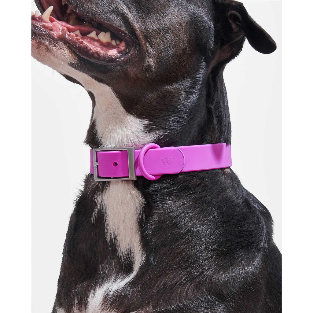 Dog Collar C3147