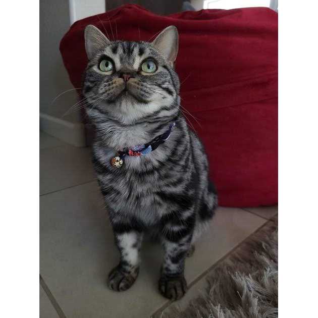 Cat Collar R141994