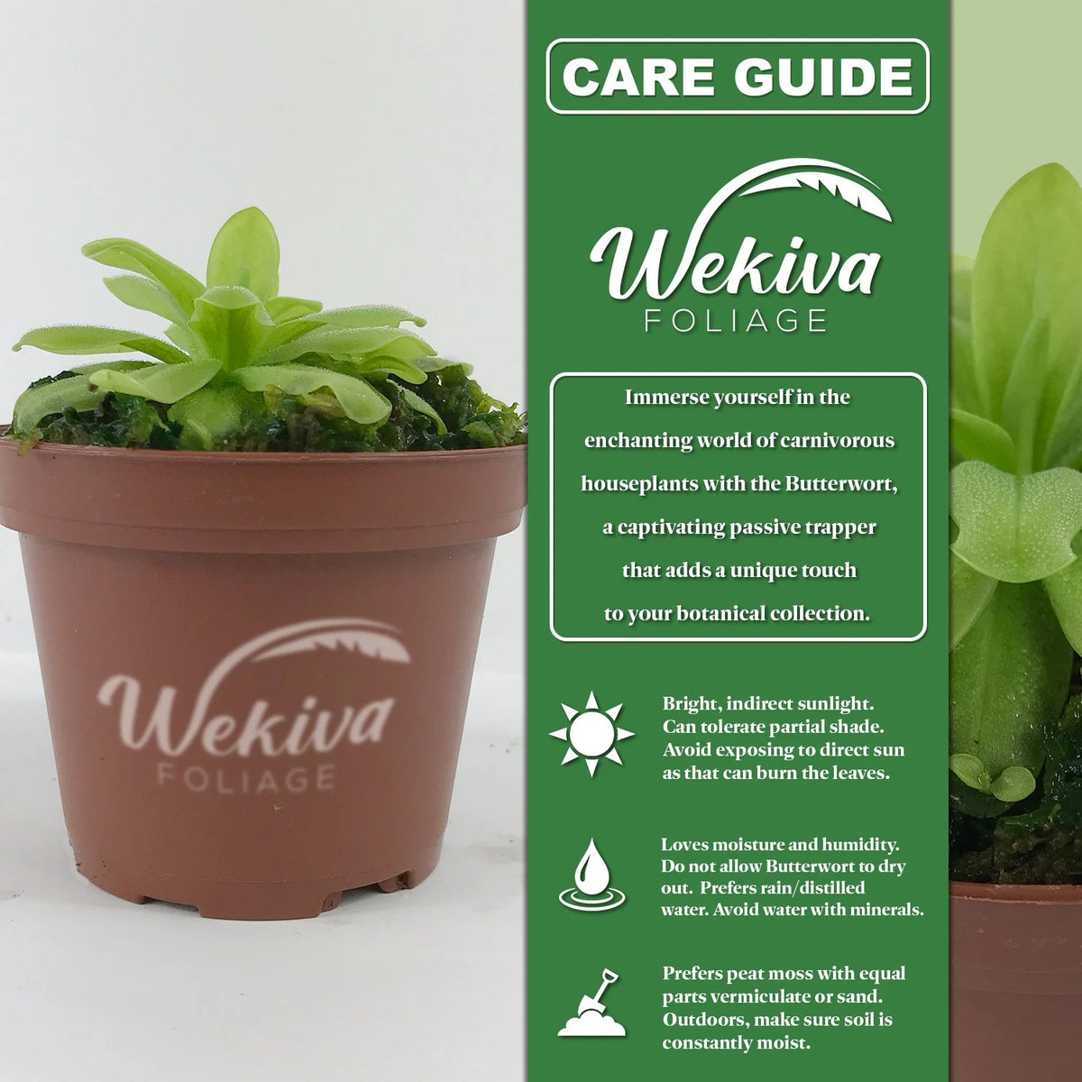 Live Carnivorous Butterwort Plant in a 3 Inch Pot S451385