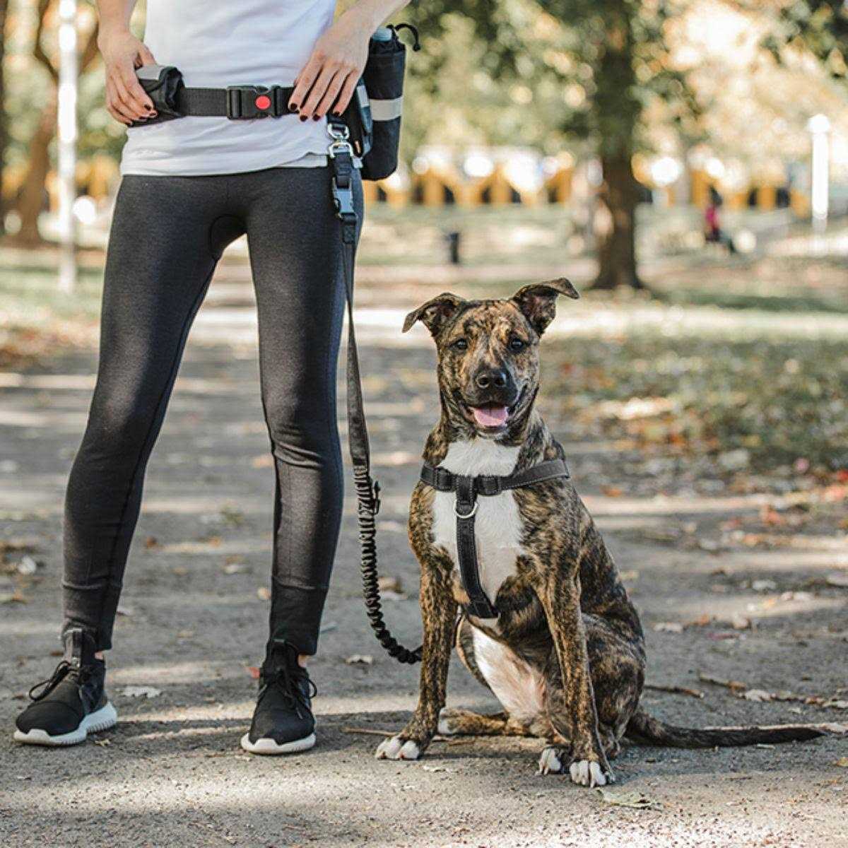 Pet Waist Belt & Bungee Leash M524
