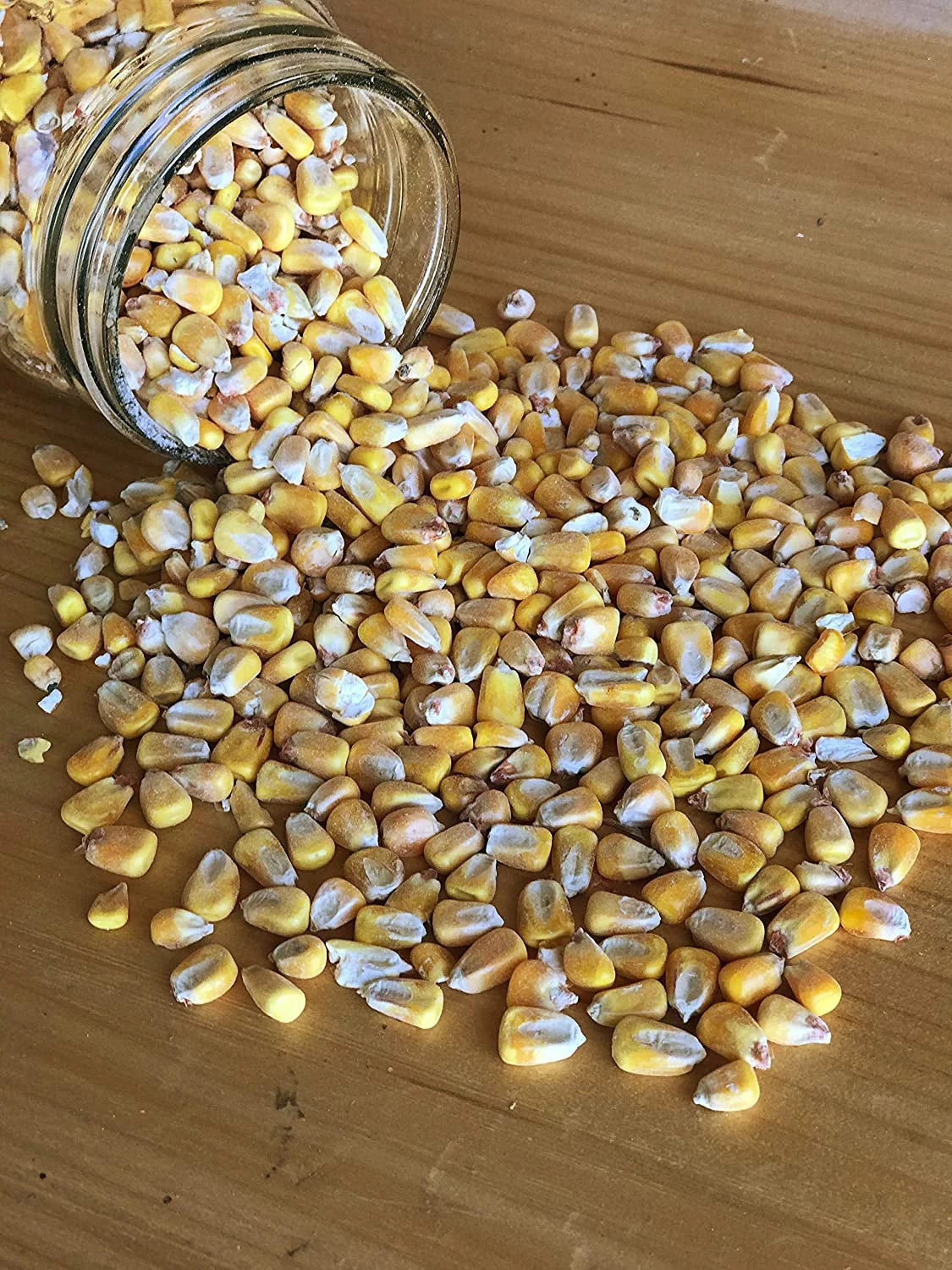 Shelled Corn Non-GMO 50 lb F984