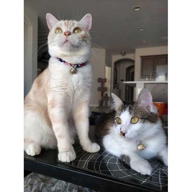Cat Collar R141994