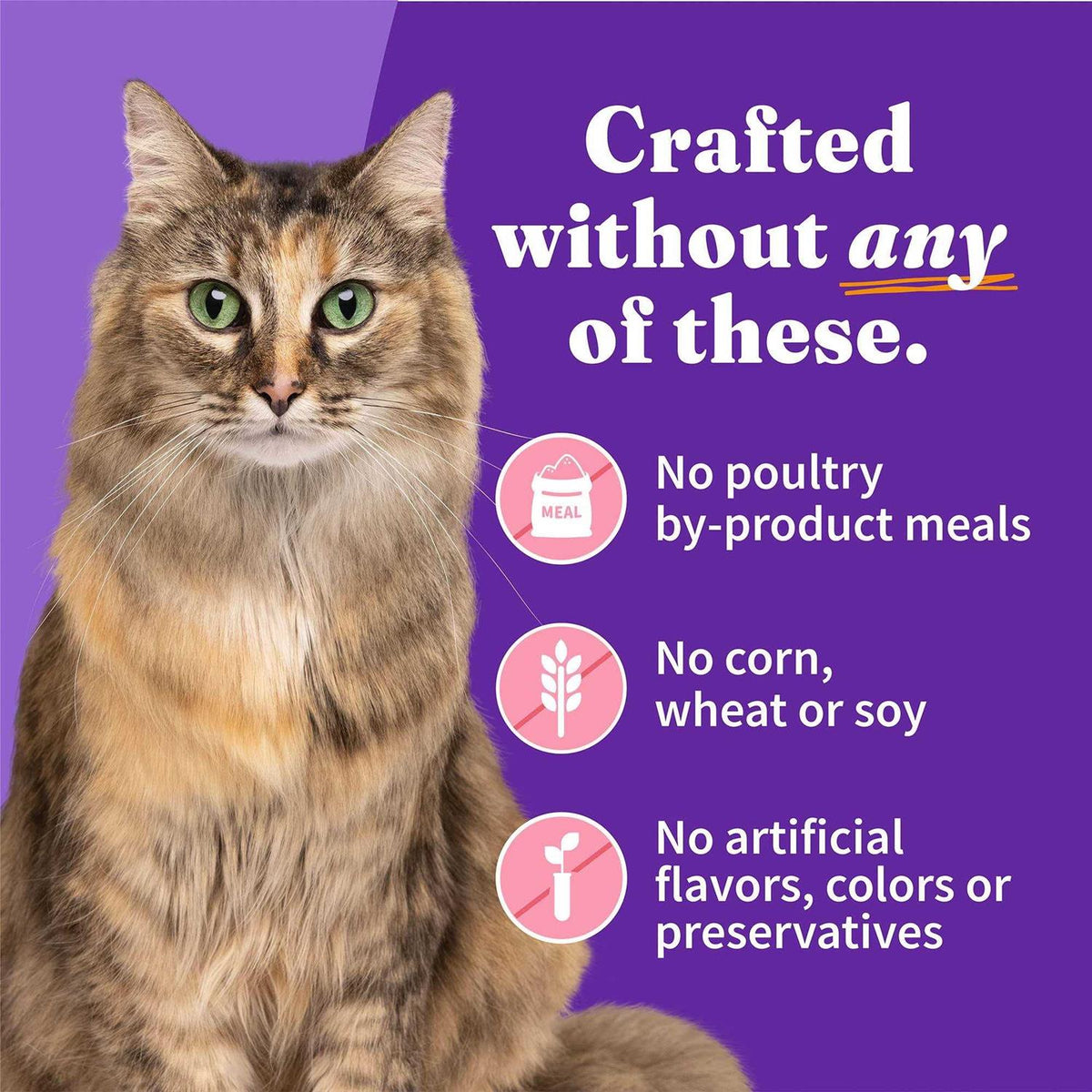 Grain Free Salmon Stew Cat Food I3627