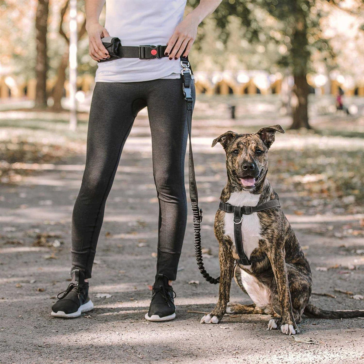 Pet Waist Belt & Bungee Leash M524