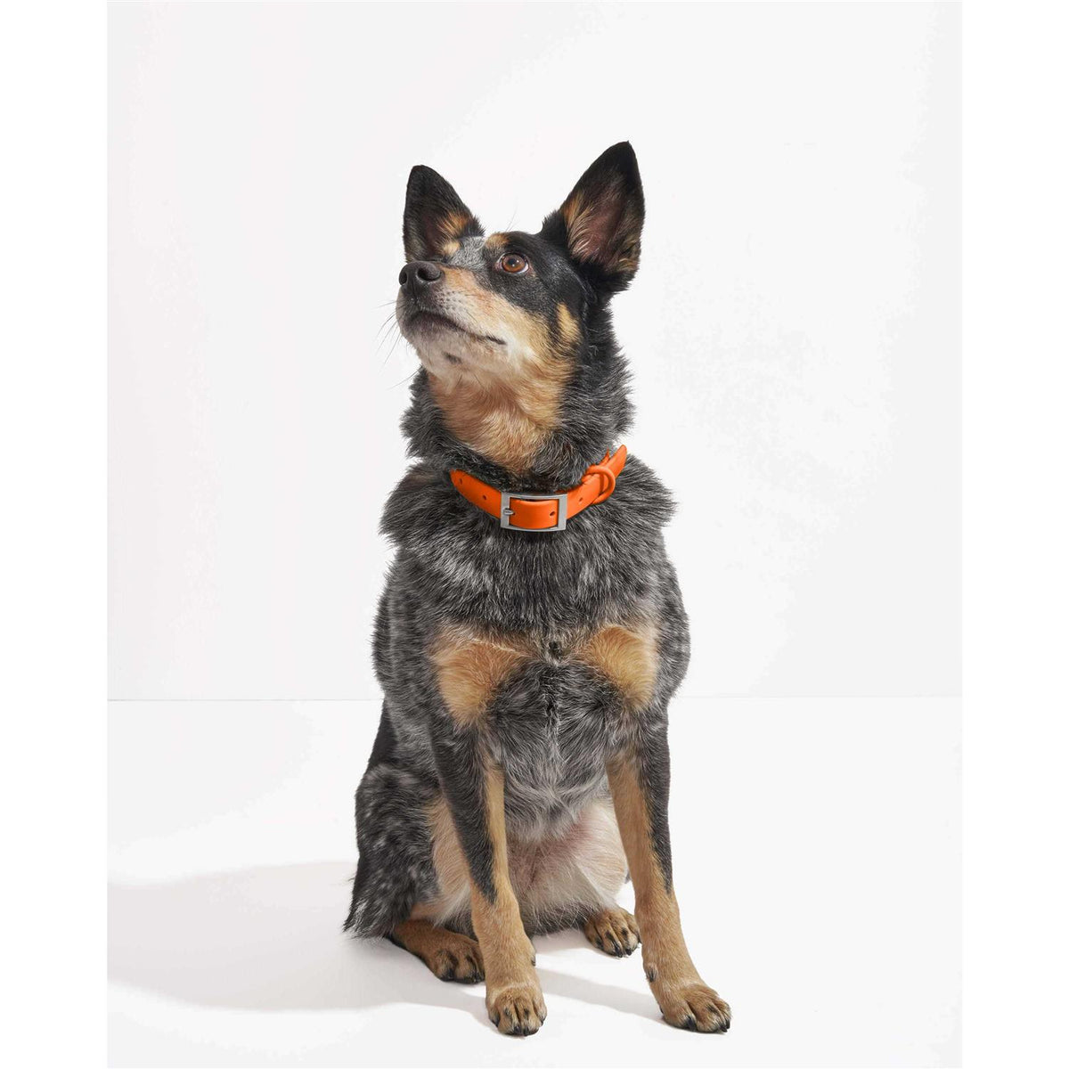 Dog Collar C3147
